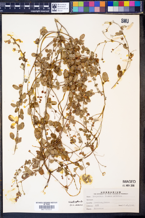 Lespedeza texana image