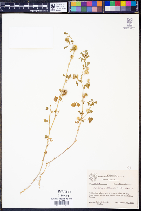 Medicago orbicularis image