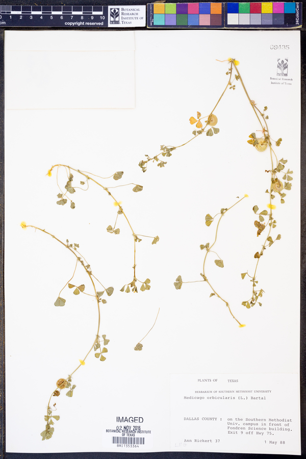 Medicago orbicularis image