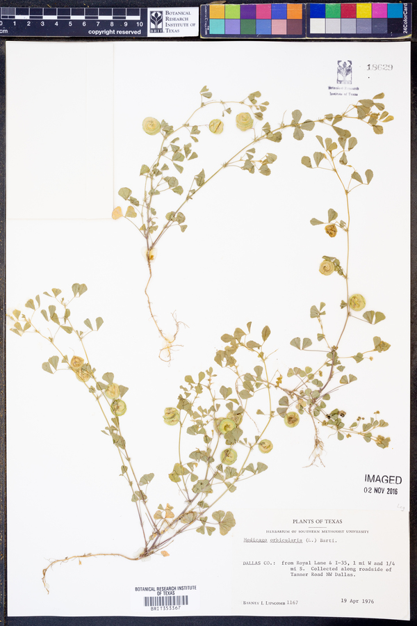 Medicago orbicularis image