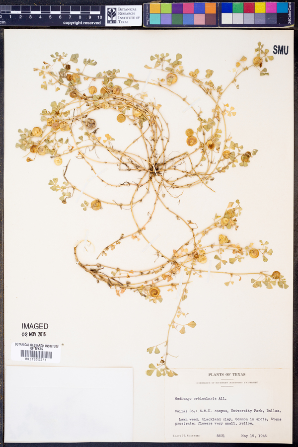 Medicago orbicularis image
