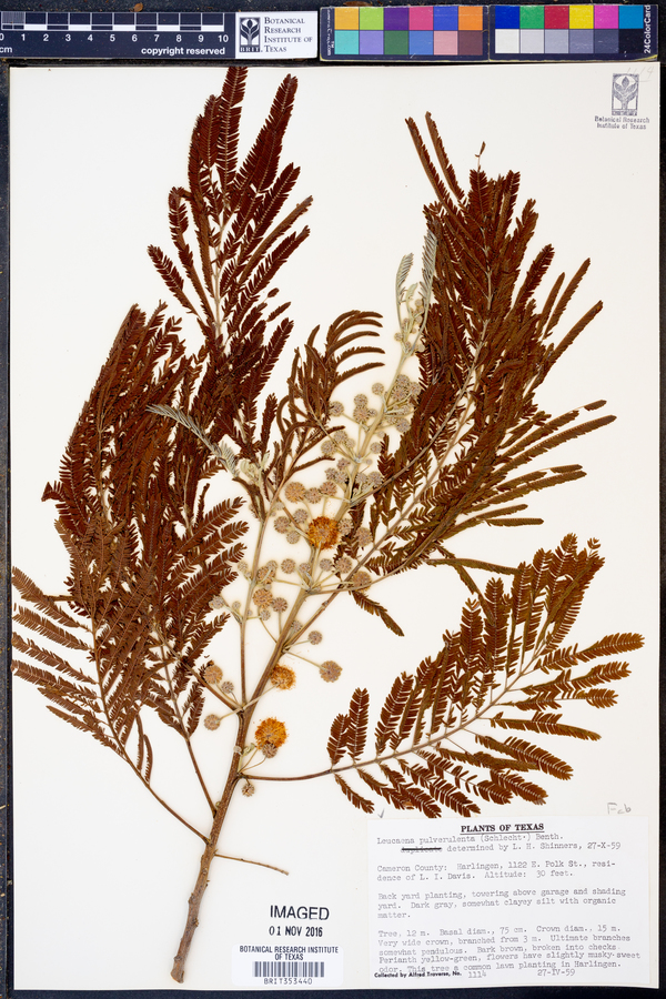 Leucaena pulverulenta image