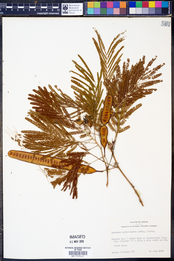 Leucaena pulverulenta image
