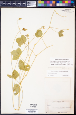 Macroptilium gibbosifolium image