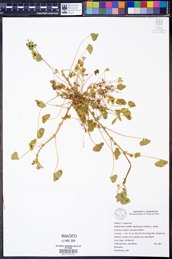Medicago arabica image