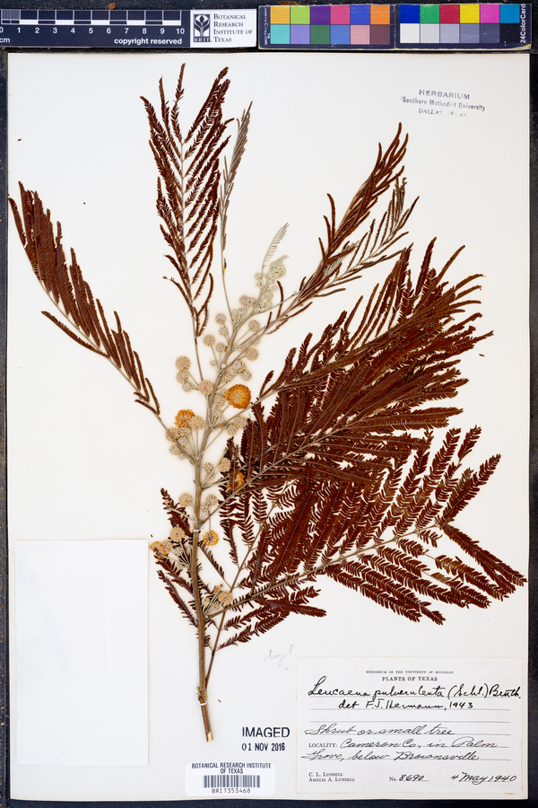 Leucaena pulverulenta image