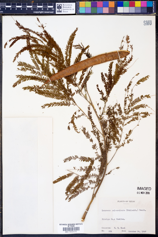 Leucaena pulverulenta image