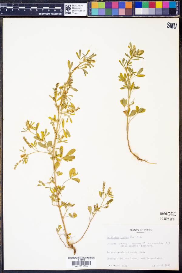 Melilotus indica image