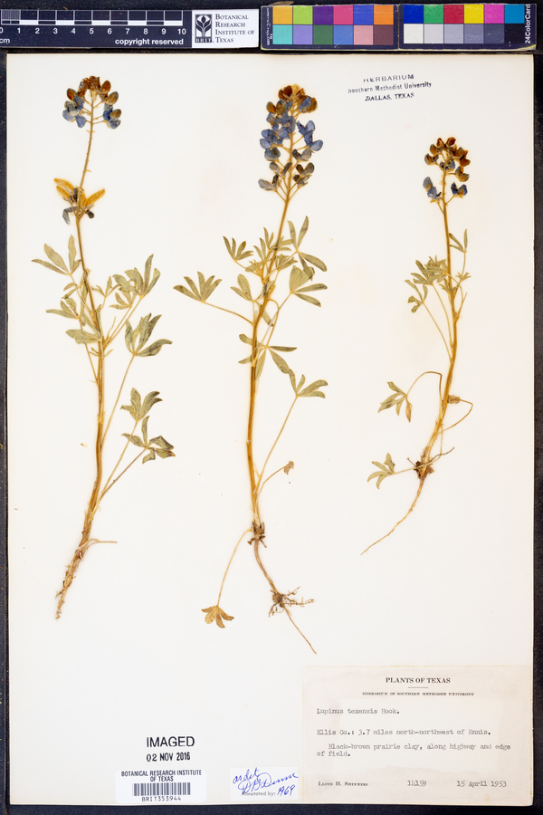 Lupinus texensis image