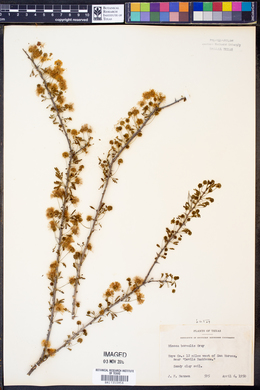 Image of Mimosa borealis