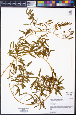 Mimosa roemeriana image