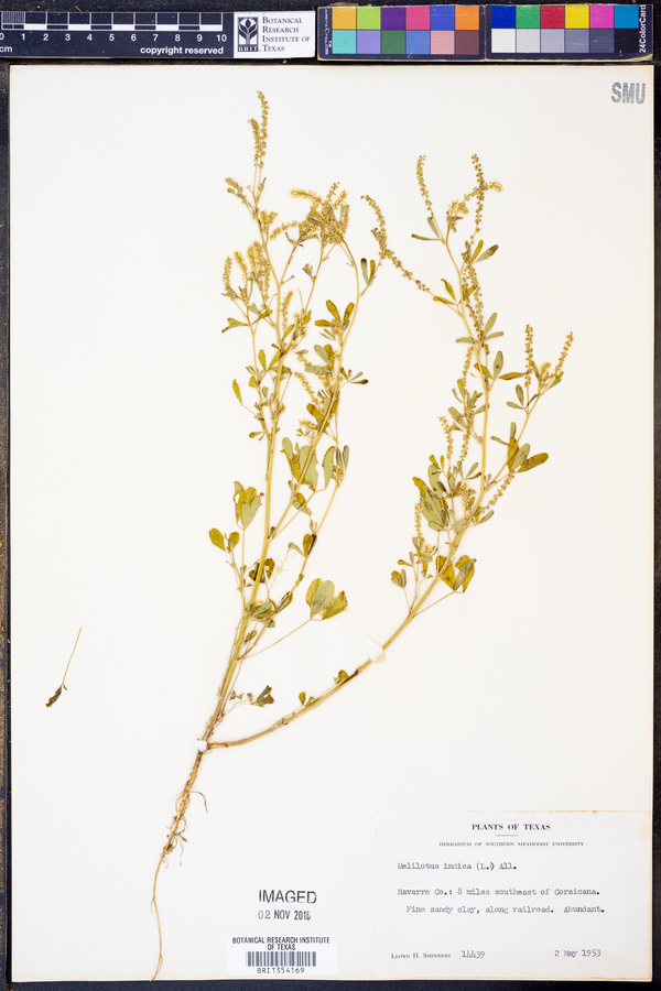 Melilotus indica image