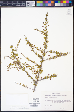 Image of Mimosa zygophylla