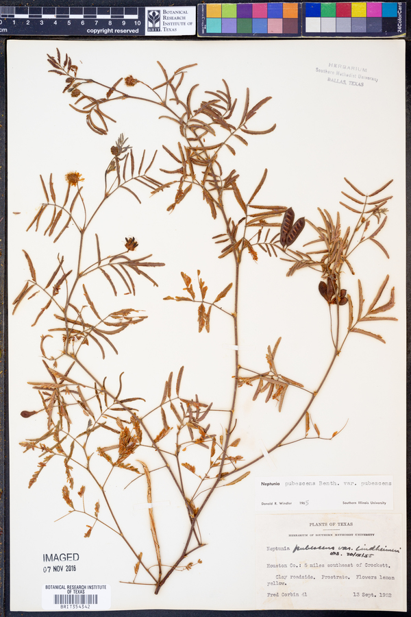 Neptunia pubescens var. pubescens image