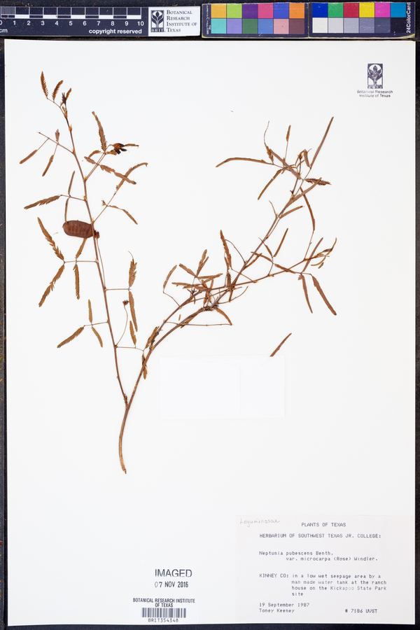 Neptunia pubescens var. microcarpa image