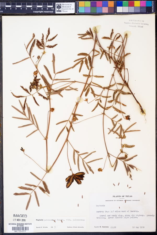 Neptunia pubescens var. pubescens image