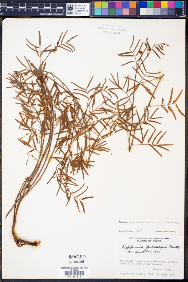 Neptunia pubescens var. pubescens image