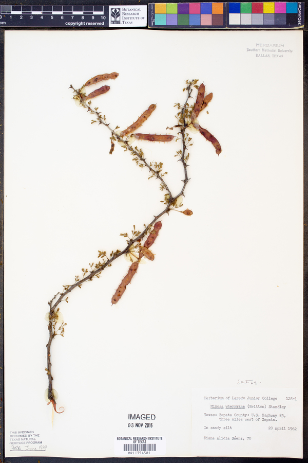 Mimosa texana image