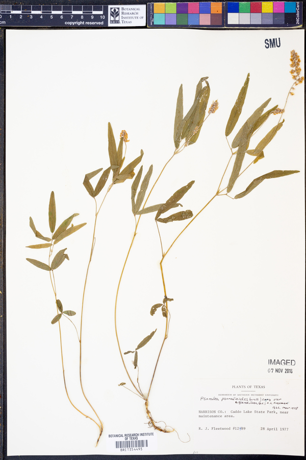 Psoralea psoralioides var. eglandulosa image