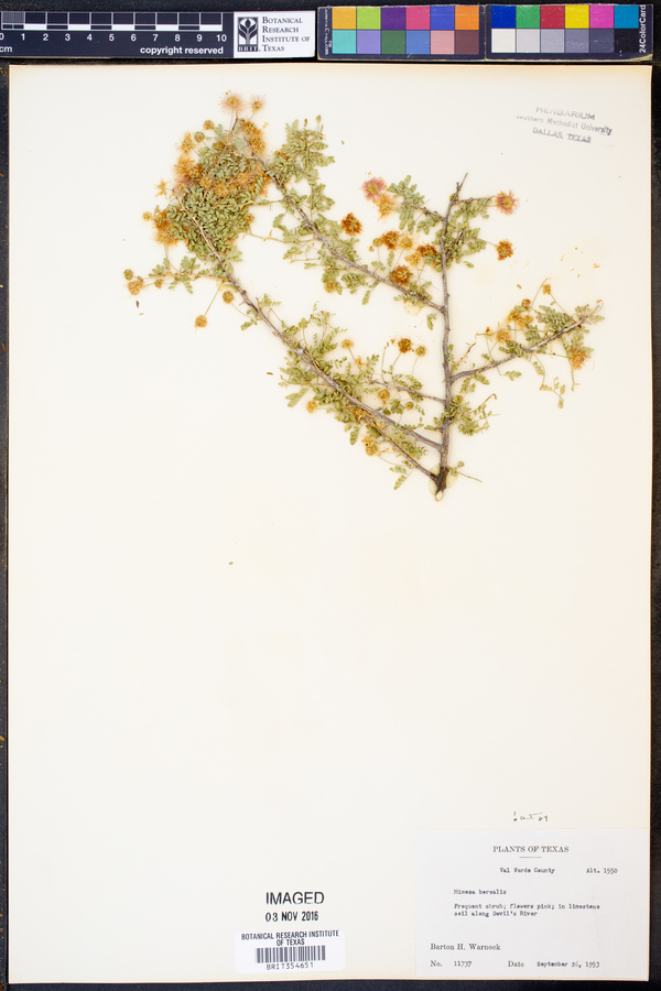 Mimosa borealis image