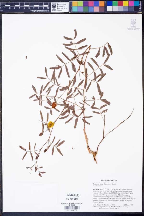 Neptunia lutea image