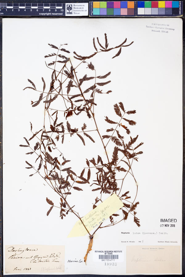 Neptunia lutea image