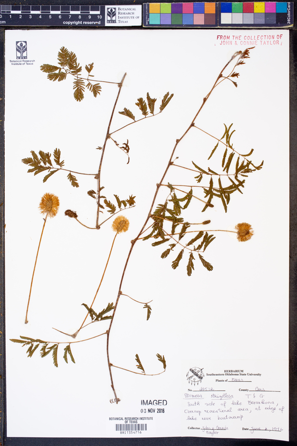 Mimosa strigillosa image