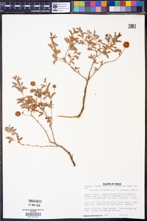 Prosopis reptans var. cinerascens image