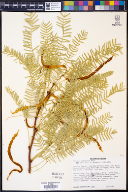 Prosopis glandulosa image