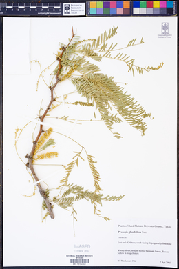 Prosopis juliflora var. glandulosa image