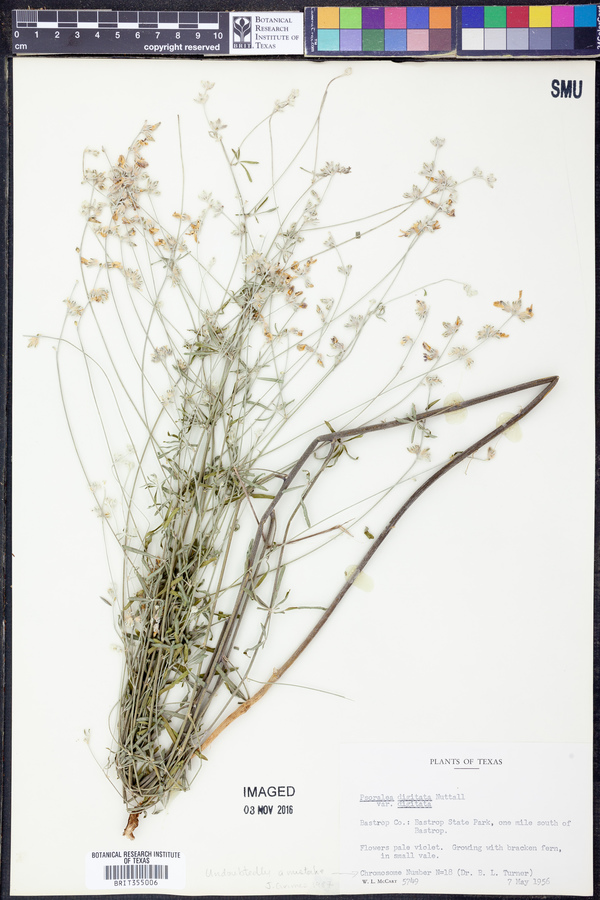 Pediomelum digitatum image