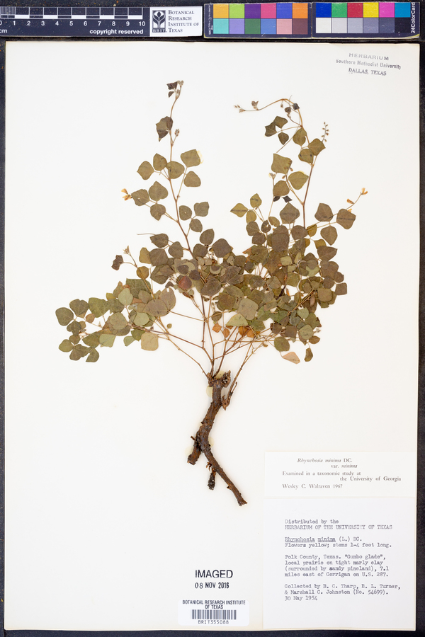 Rhynchosia minima image