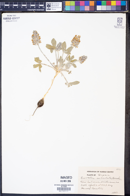 Image of Psoralea subulata