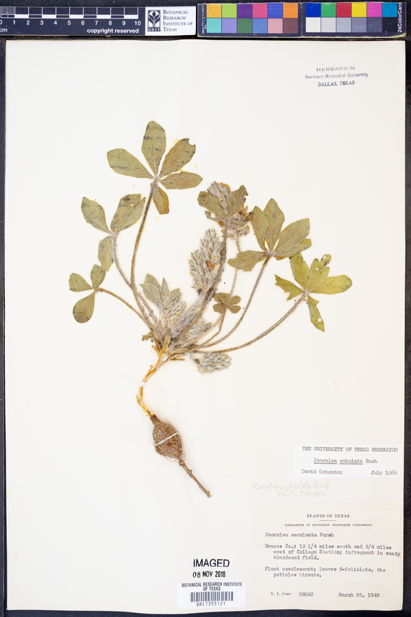 Psoralea subulata image