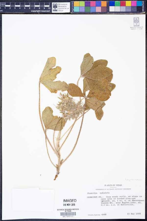 Psoralea subulata image