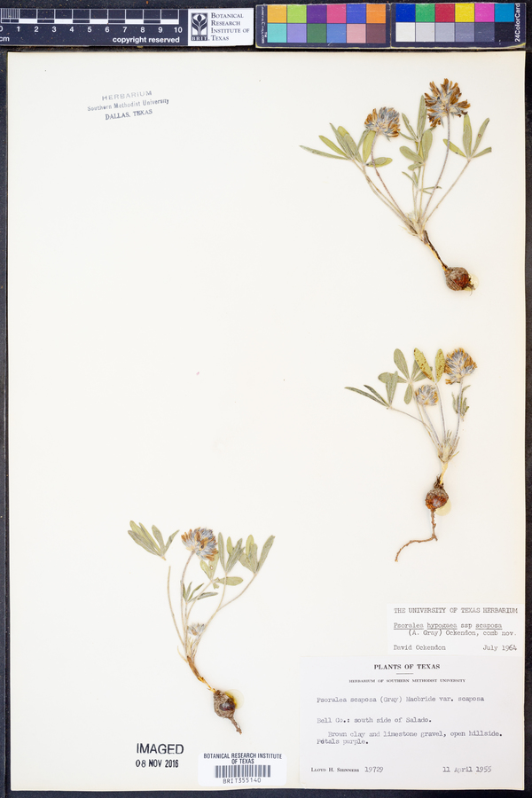 Psoralea hypogaea image