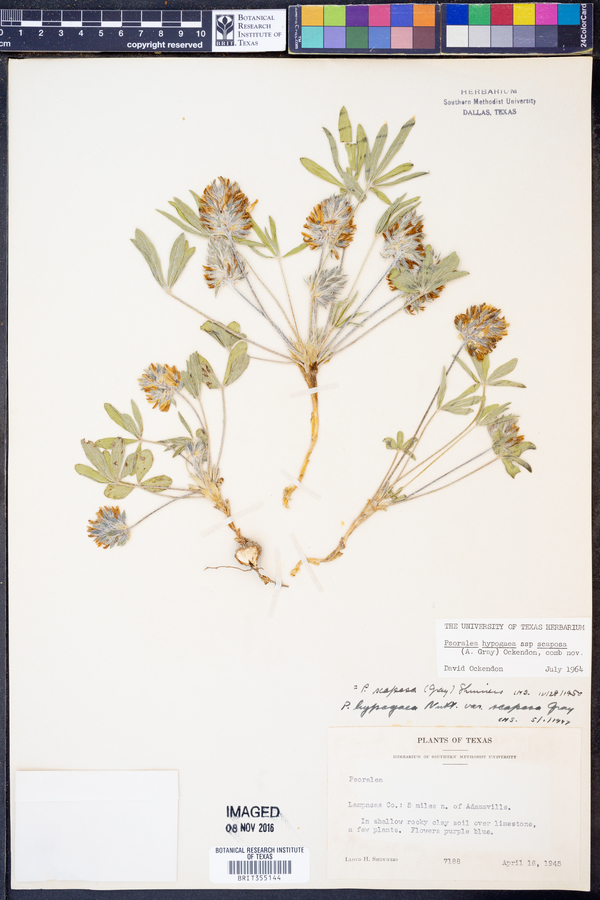 Psoralea hypogaea subsp. scaposa image