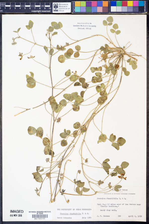 Pediomelum rhombifolium image