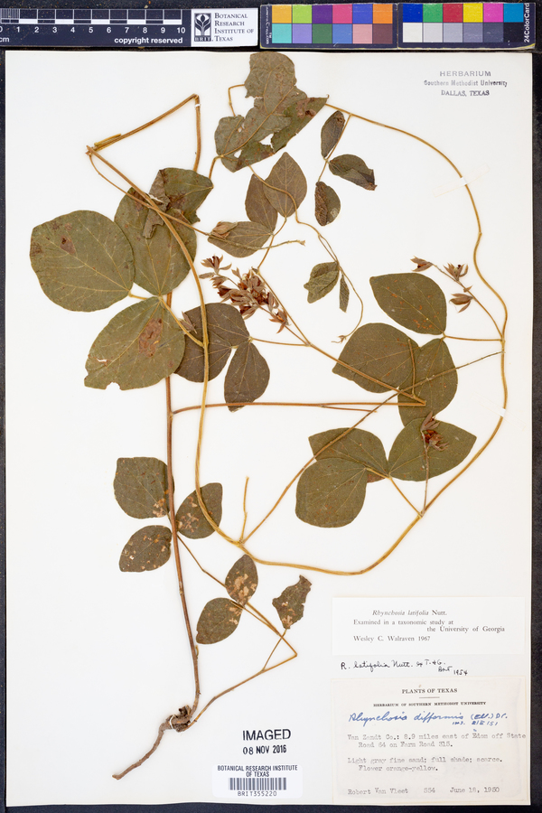Rhynchosia latifolia image