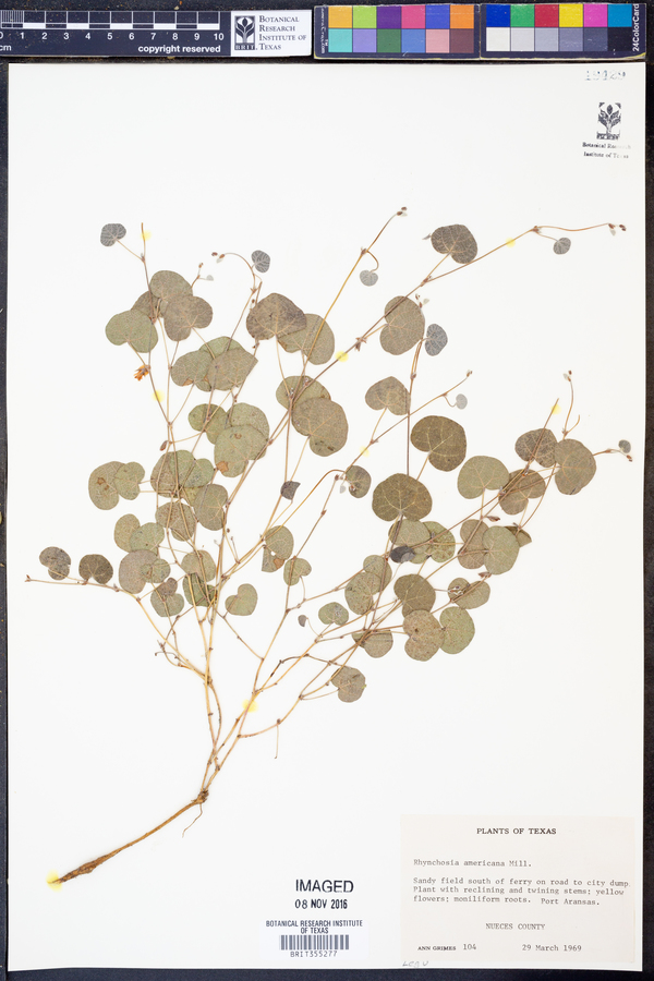 Rhynchosia americana image
