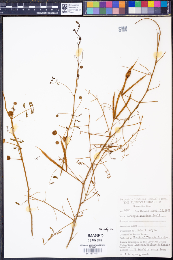 Mimosa latidens image
