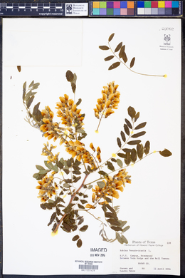 Image of Robinia pseudo-acacia