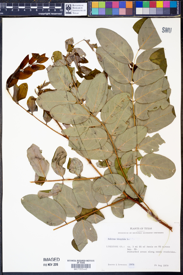 Robinia hispida image