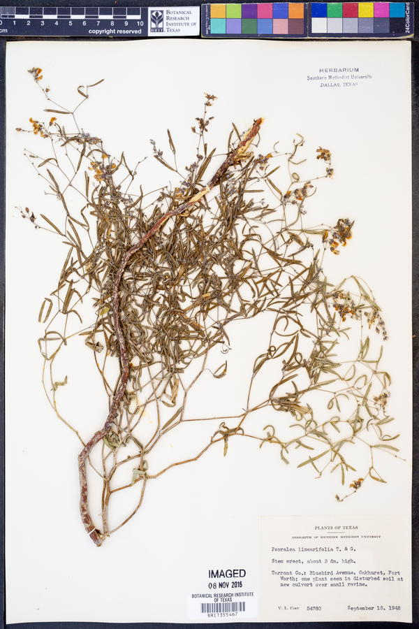 Pediomelum linearifolium image