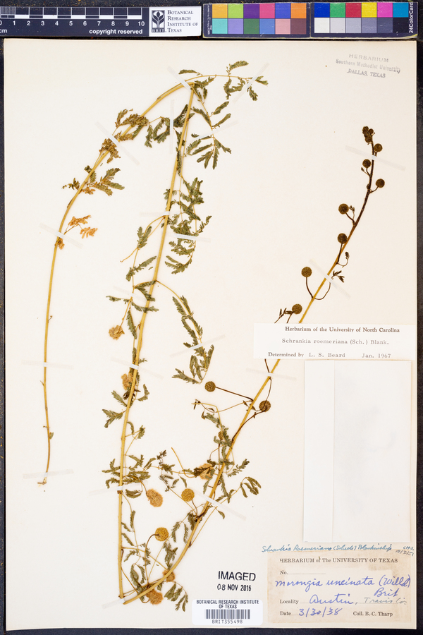 Mimosa roemeriana image
