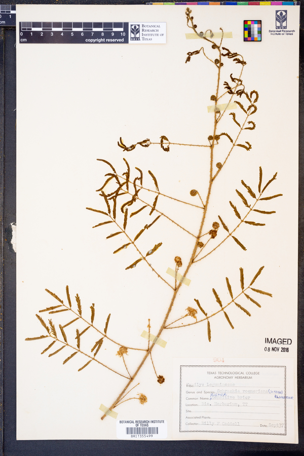 Mimosa roemeriana image