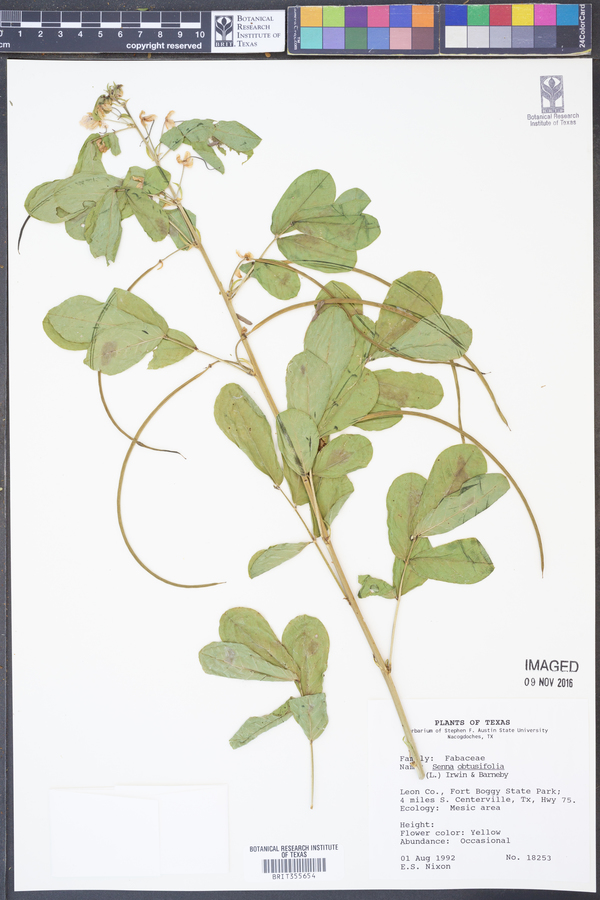 Senna obtusifolia image