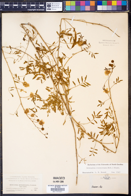 Mimosa roemeriana image