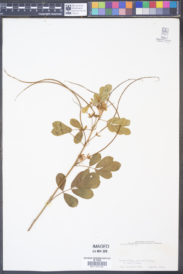 Senna obtusifolia image