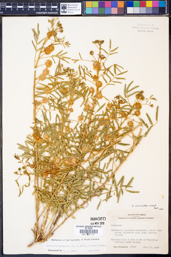 Mimosa nuttallii image